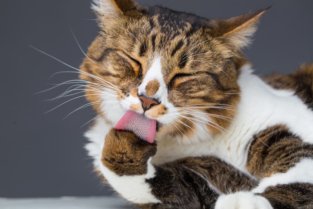 Cat sitting and grooming its paws