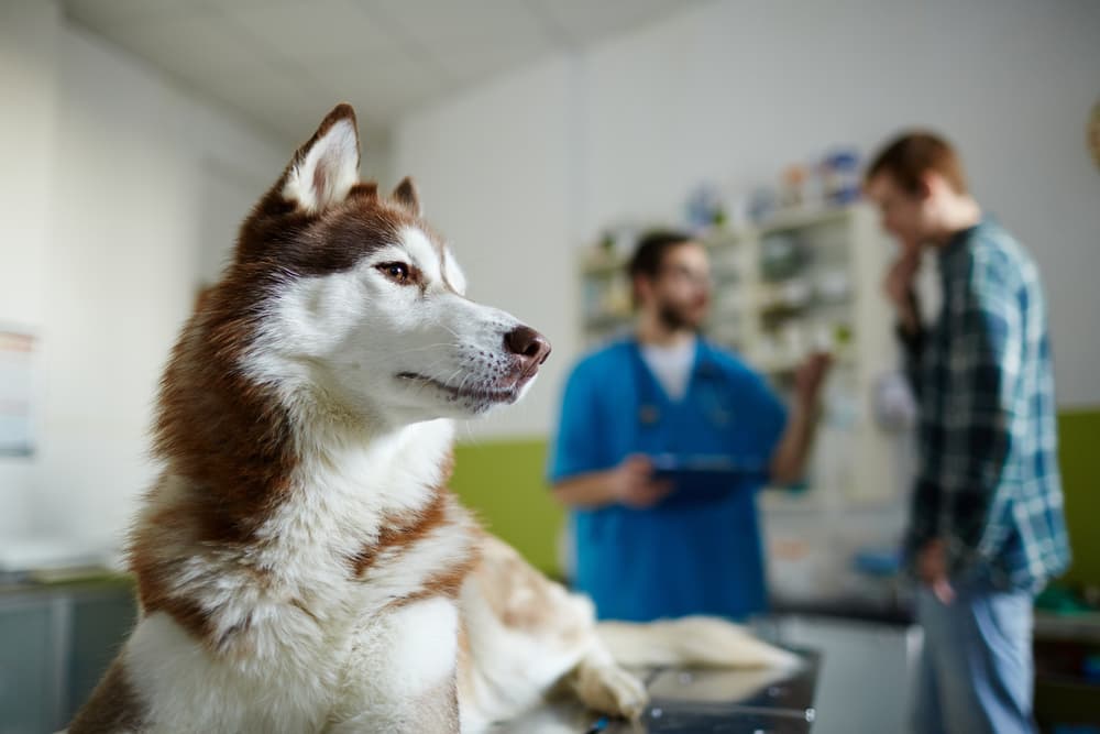 Dog with owner at the veterinary clinic
