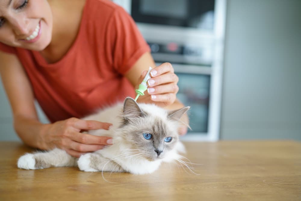 cat-getting-flea-treatment