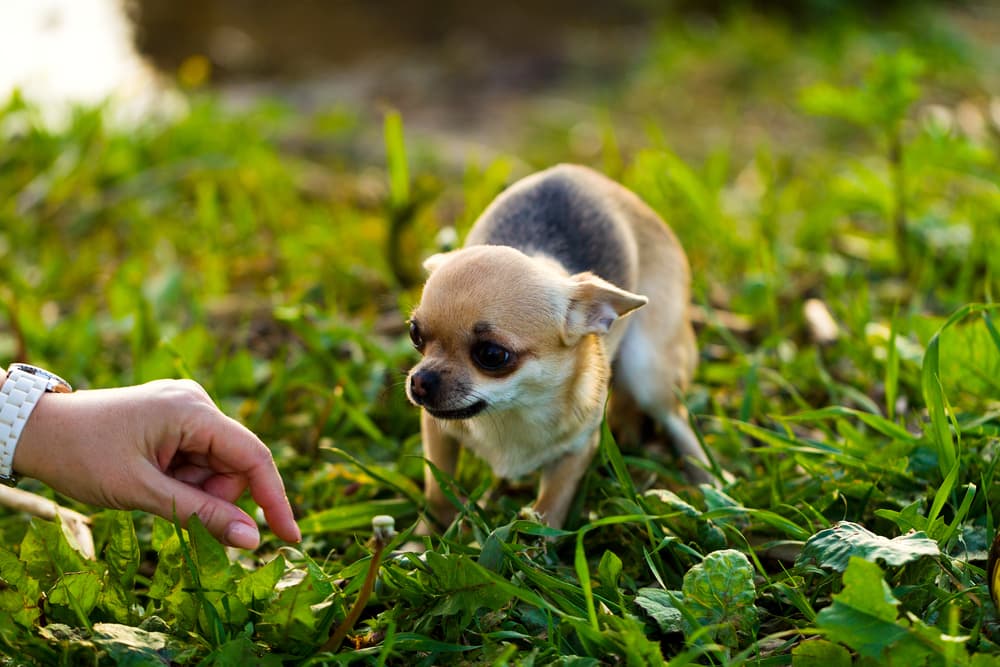 Scared chihuahua outside