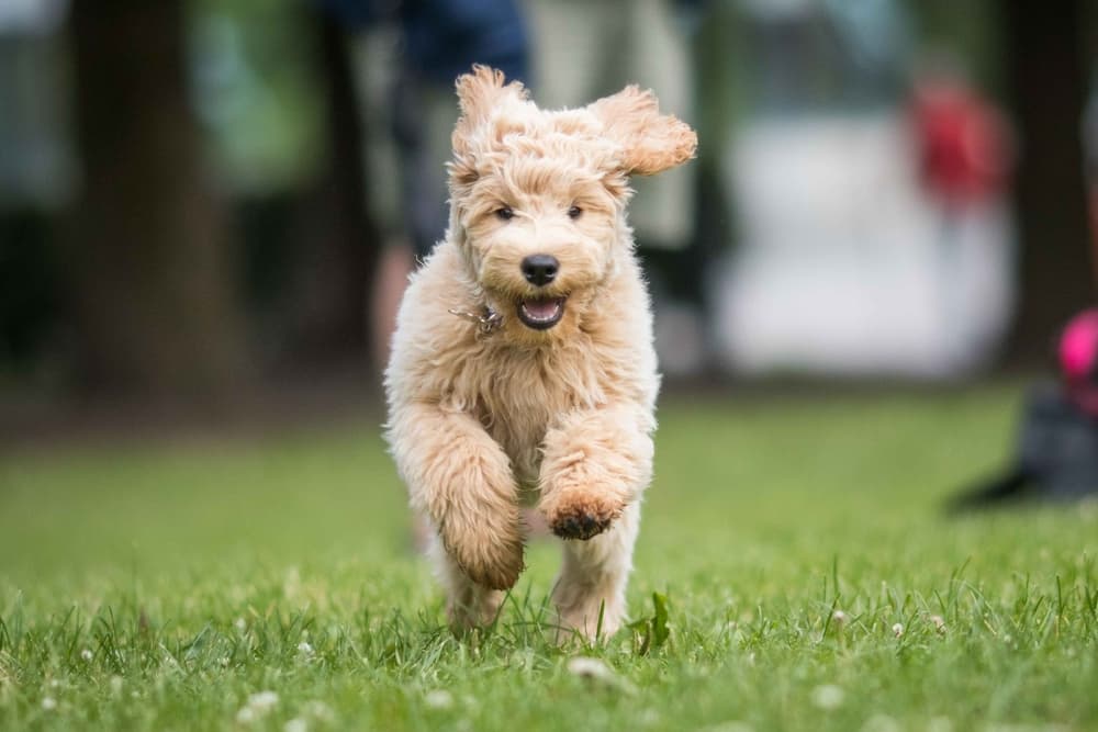 Dog running towards owner