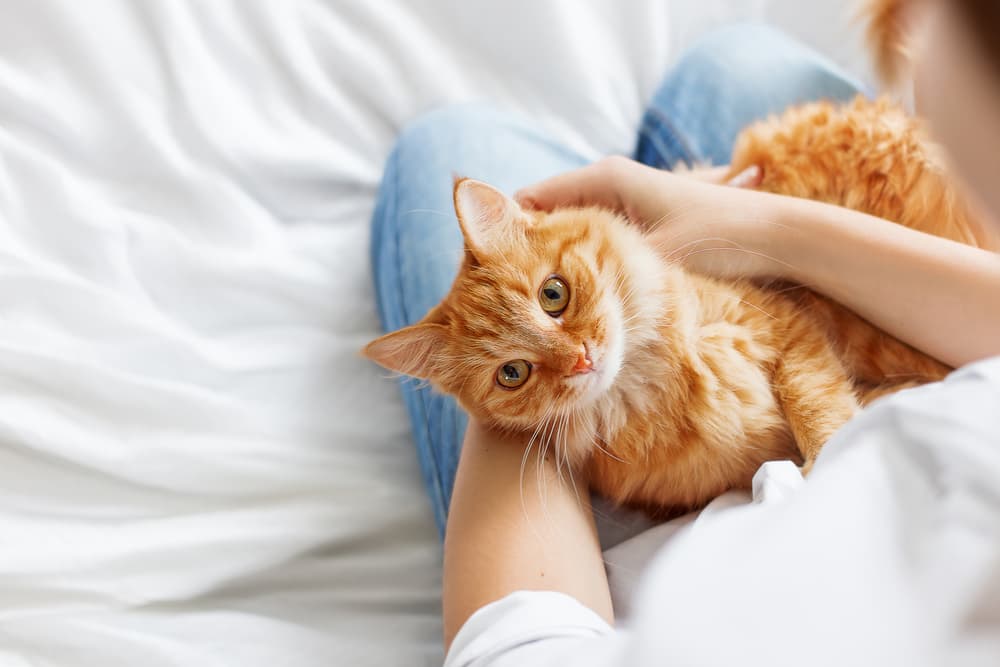 woman holding orange cat