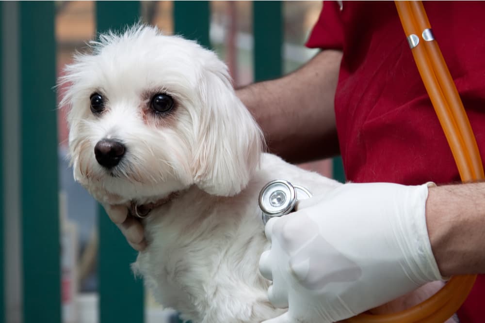 Bichon at the vet having a physical exam