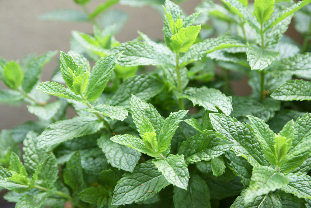 Flea Repelling Plants: Do They Really Exist?