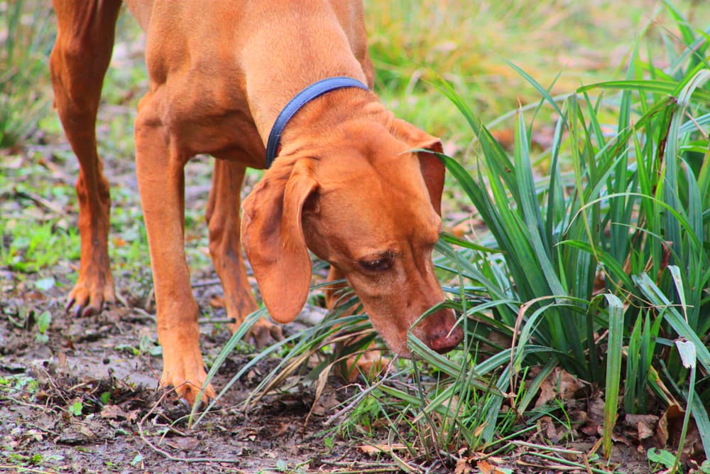 dog sniffing in yard