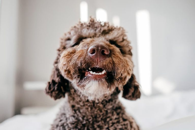 Dog burping with his mouth open