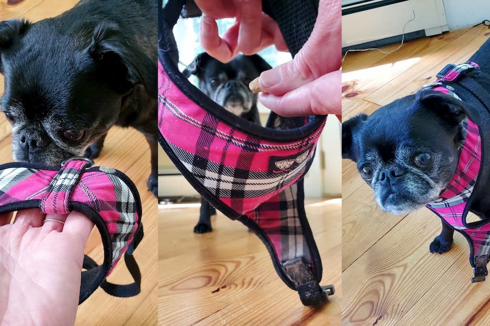 Getting a dog used to wearing a fashion harness