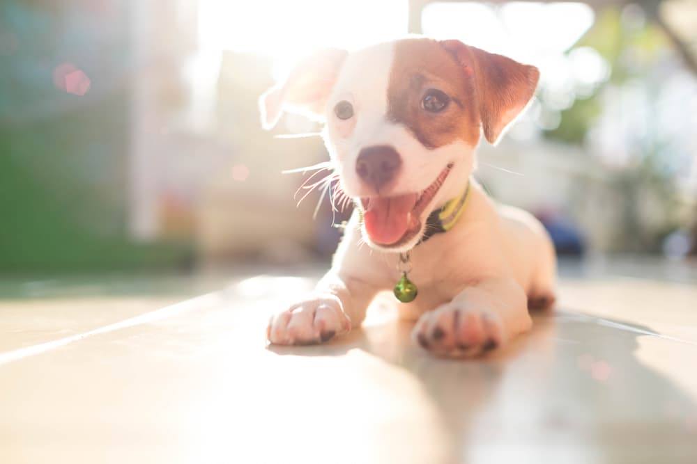 Puppy stretching in the sun outside