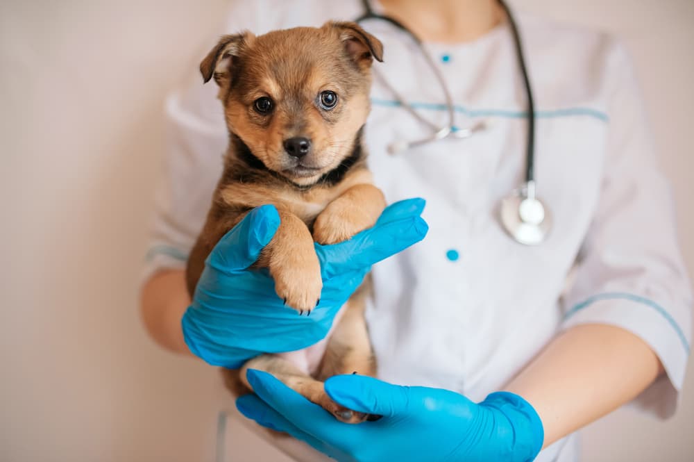Dog being held by vet