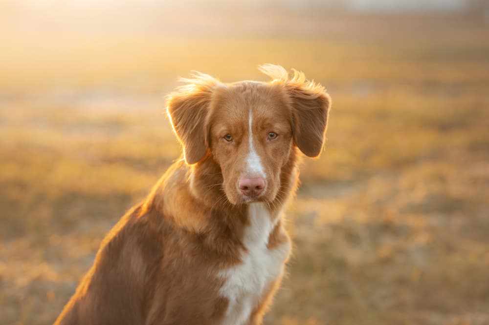 6 Dog Skin Conditions You Should Know About