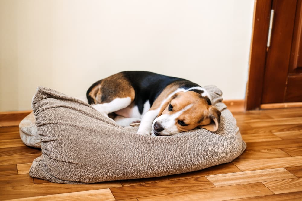 Lethargic dog laying in his dog bed