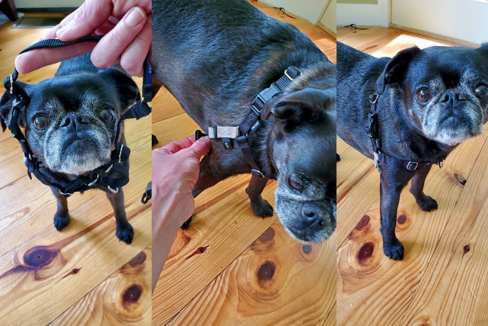 No pull harness stages of putting on a dog
