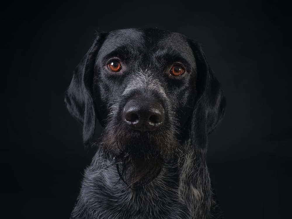 Are Dogs Afraid of the Dark?