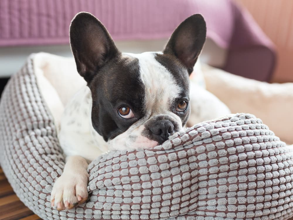 Calming Dog Beds: Do They Work?