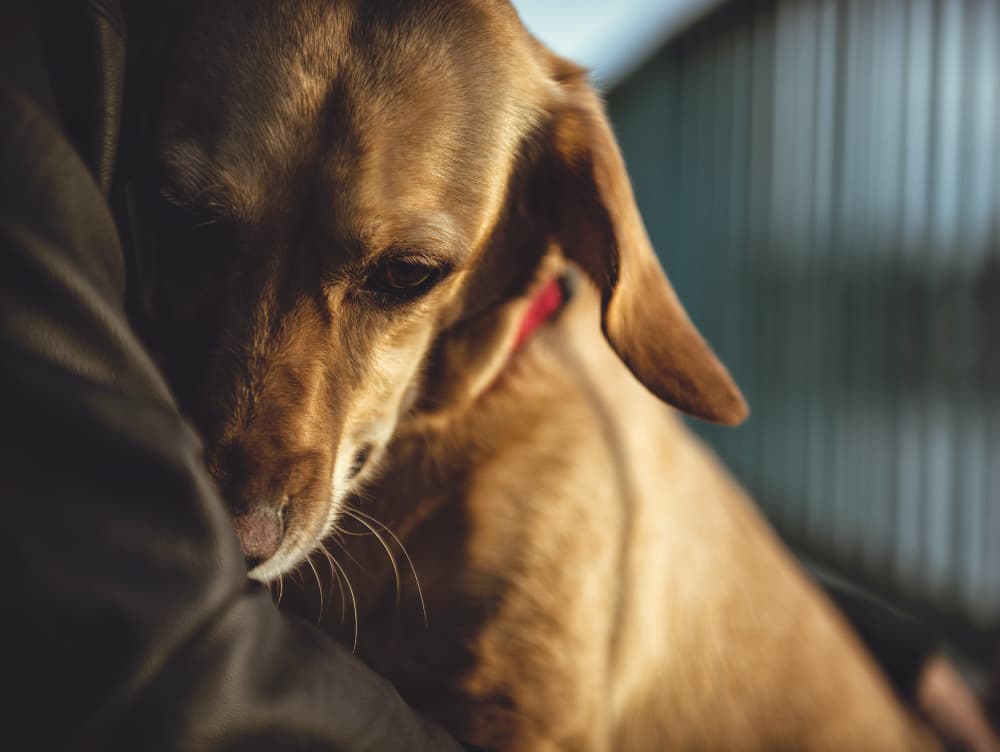 Can Dogs Have Panic Attacks?