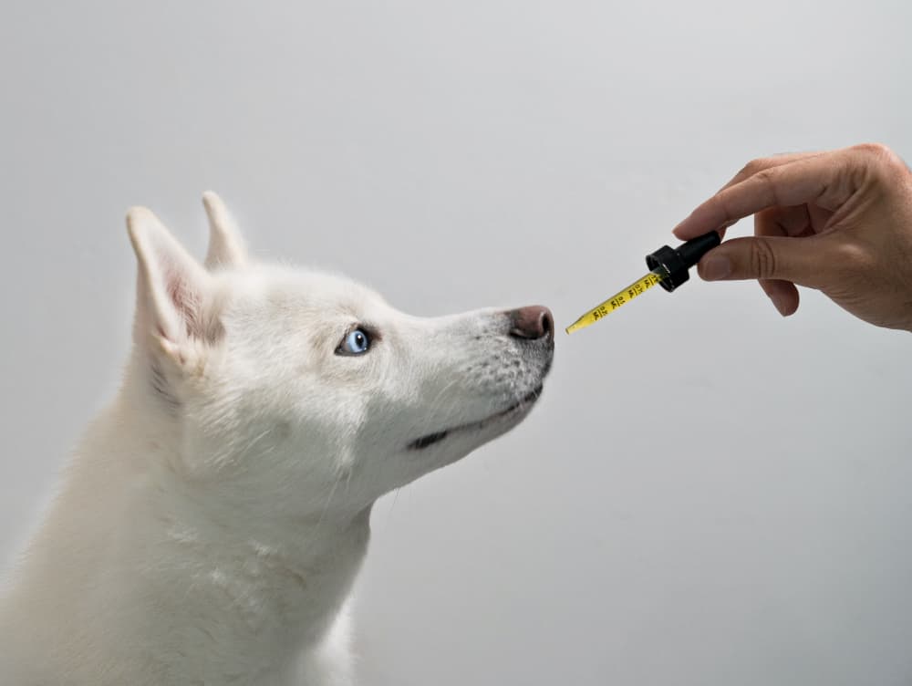 CBD for Pets: Benefits, Uses, and Things to Consider