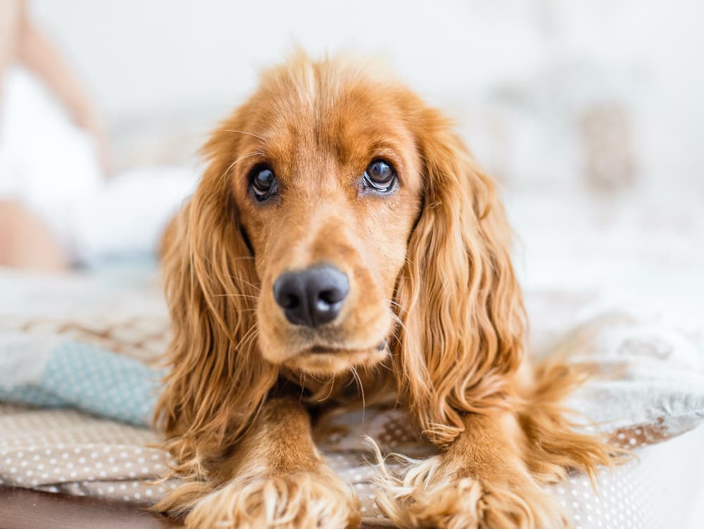 6 Dog Breeds With Separation Anxiety