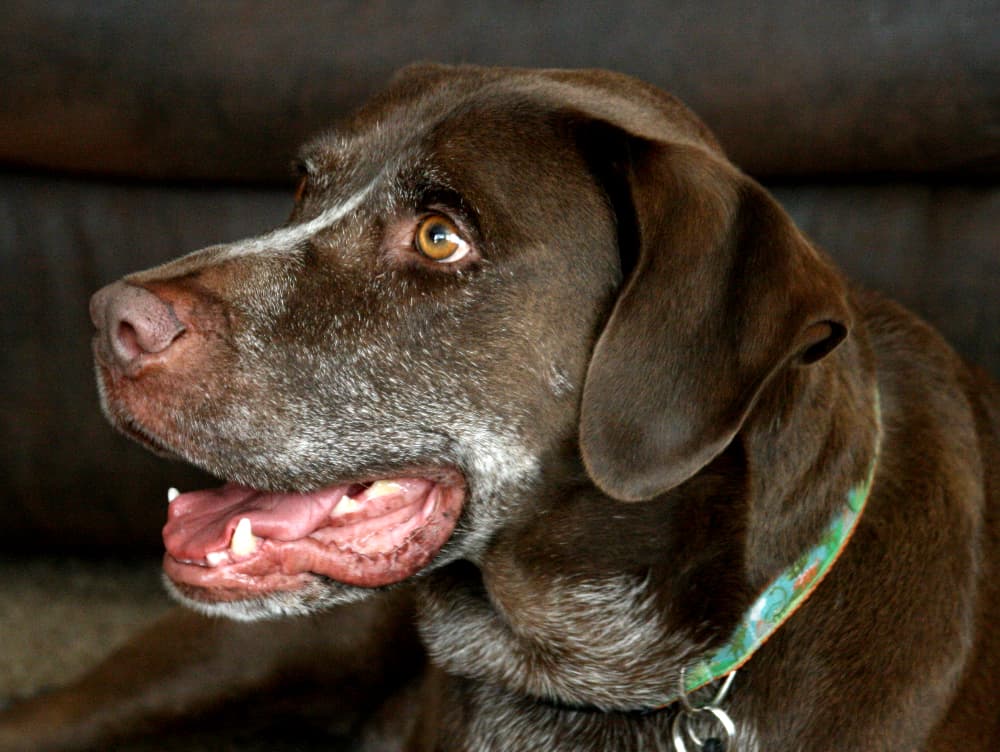 Why is My Dog Panting and Restless?