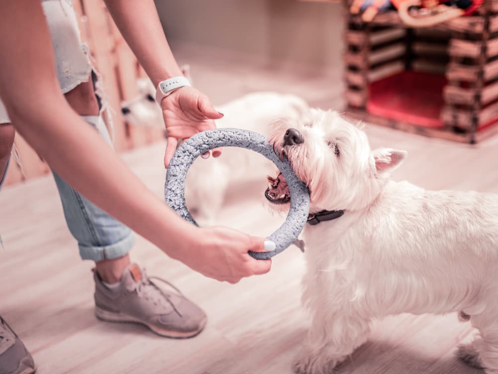 Dog Separation Anxiety Training: Techniques and Tips to Try