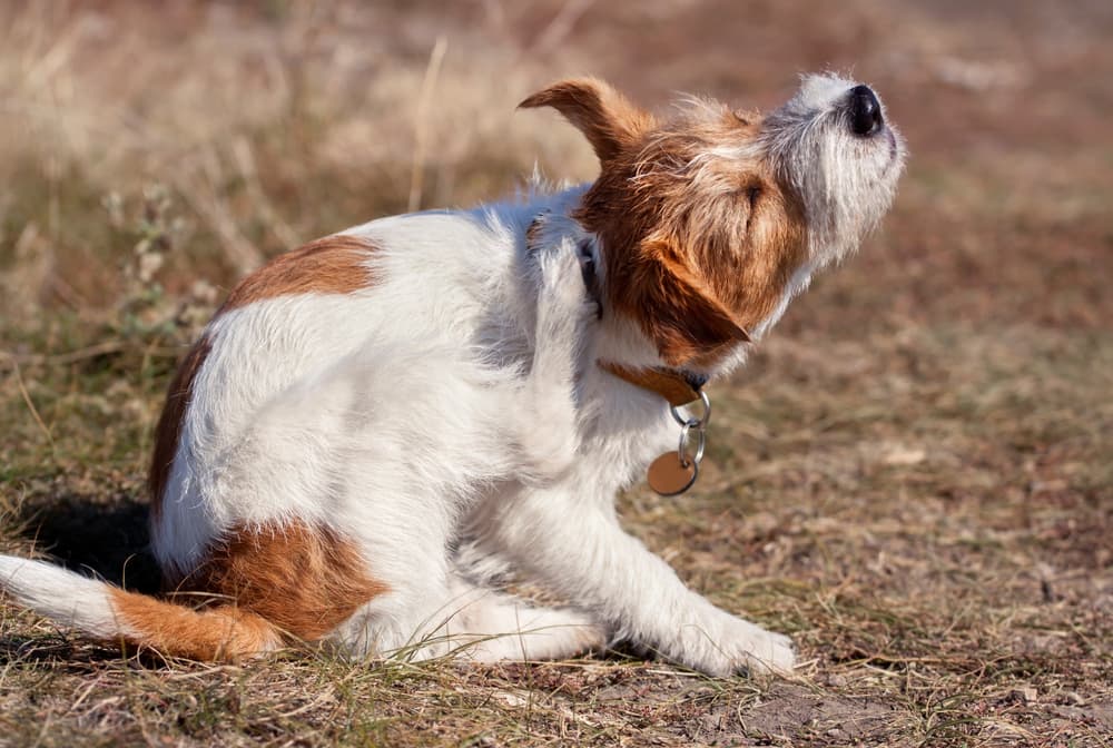 dog scratching in grass