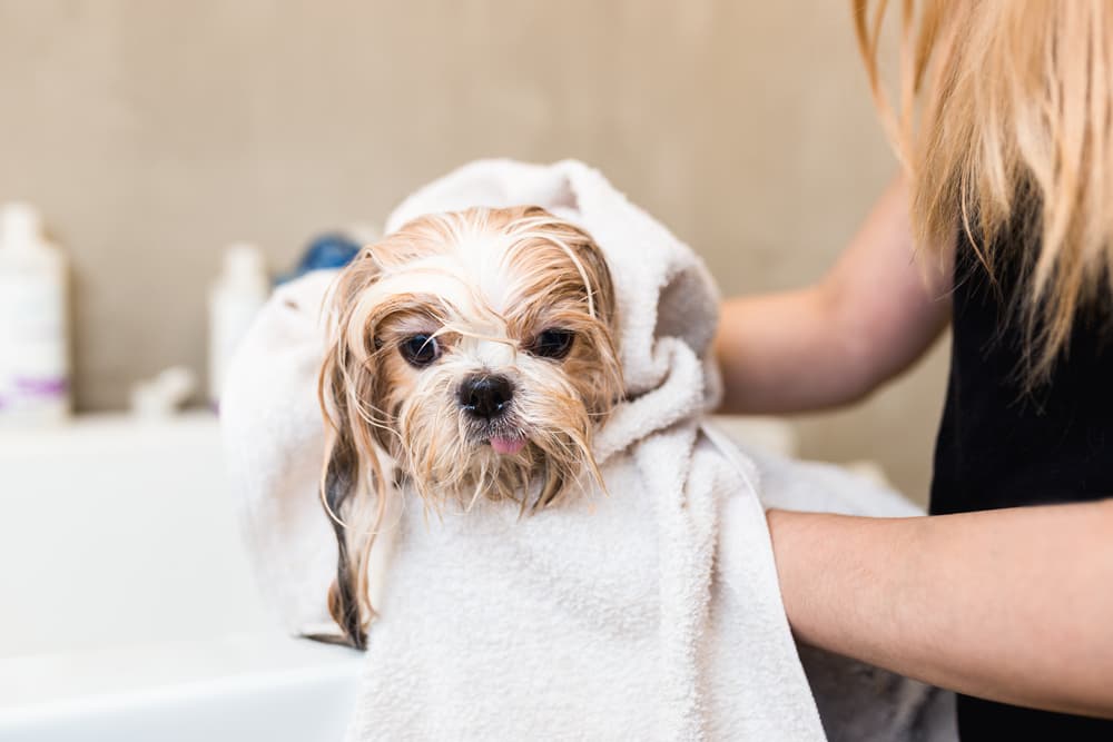 dog gets a bath