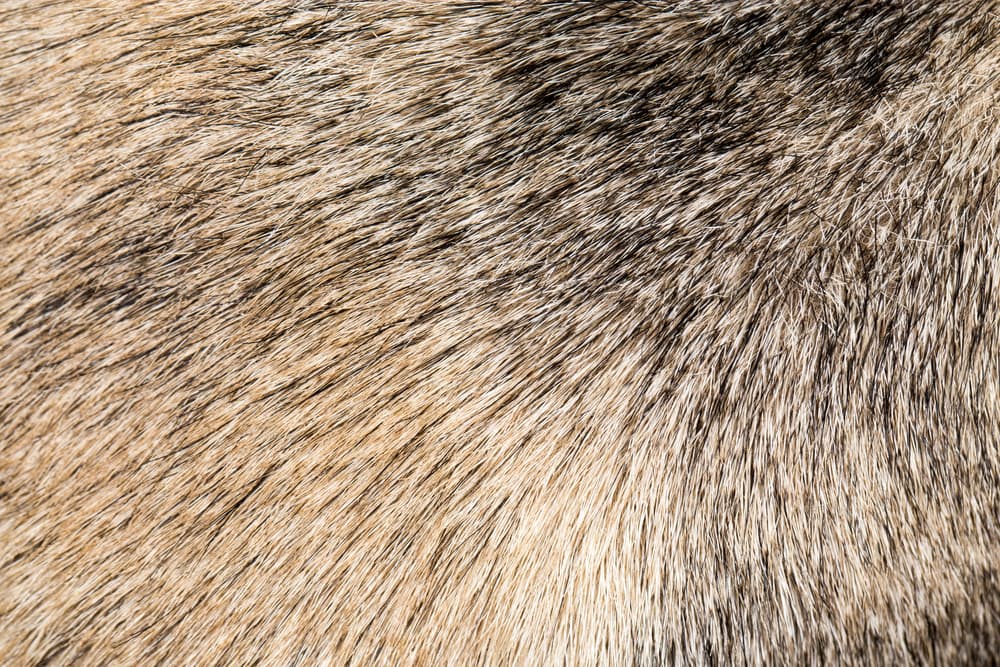 closeup of dog’s coat