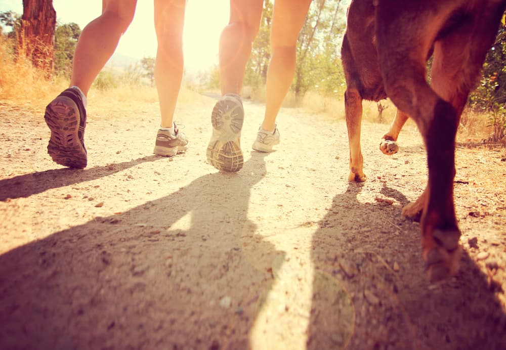 two people and dog on walk in summer