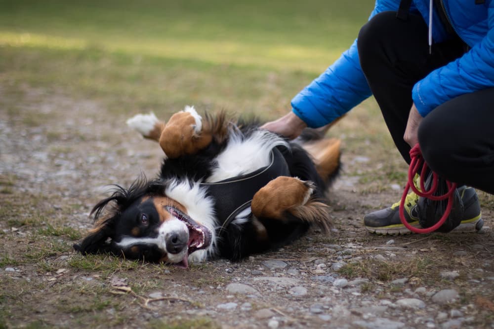 dog rolls on ground