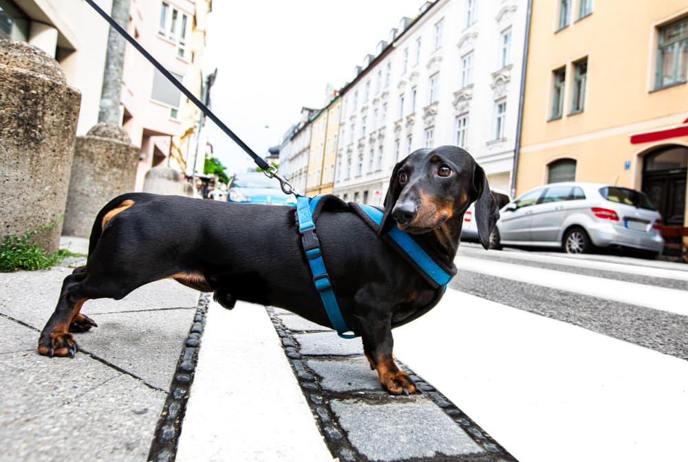 dog on leash crosses street