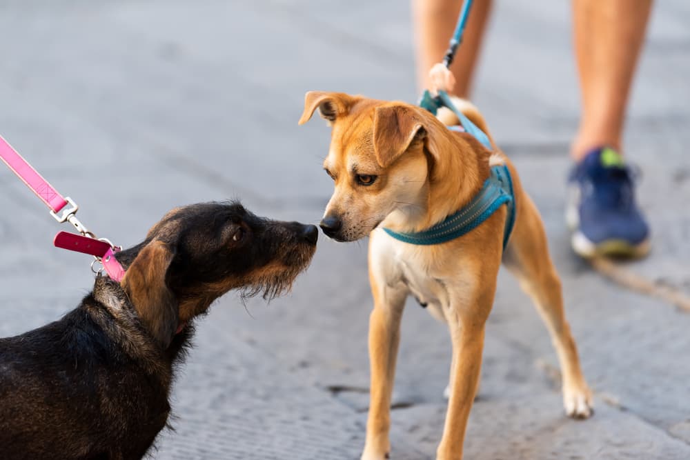 two dogs on leashes sniff each other