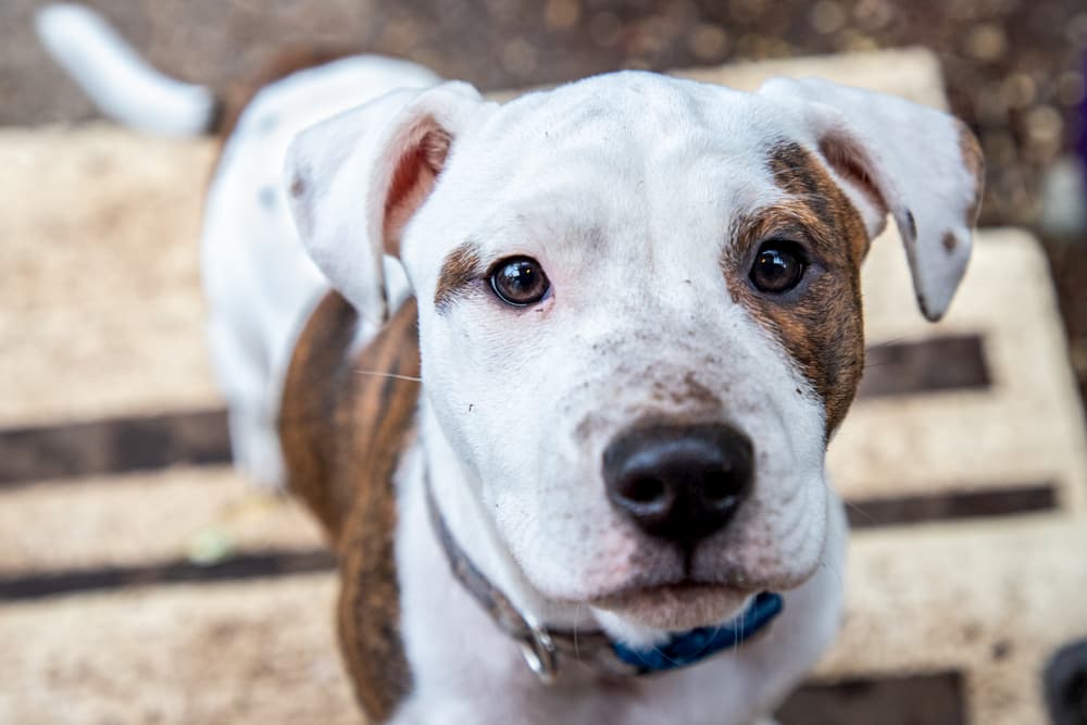 dog with dirt on its nose
