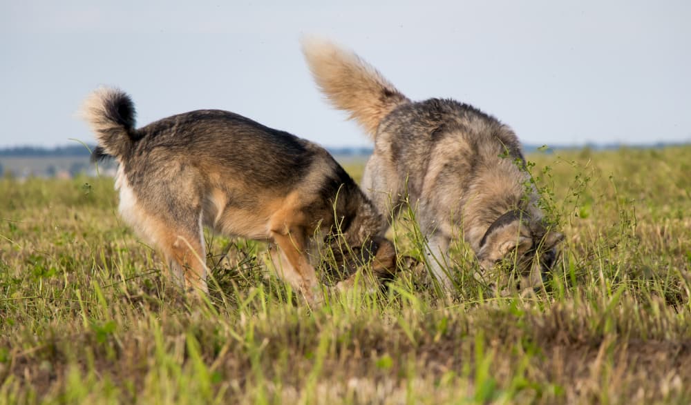 dogs dig in field