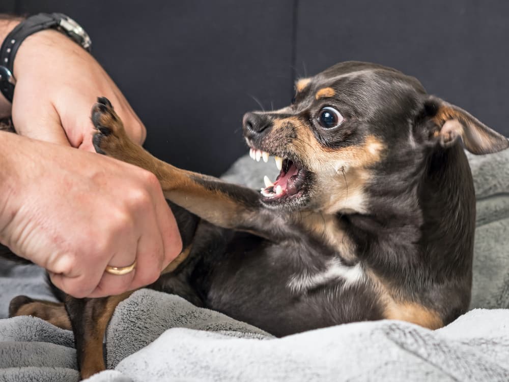 Understanding Fear Aggression in Dogs