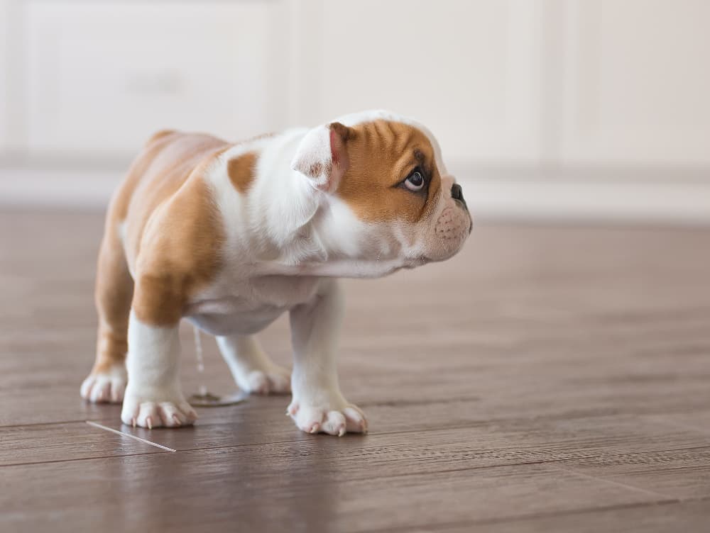 Understanding Fear Periods in Dogs