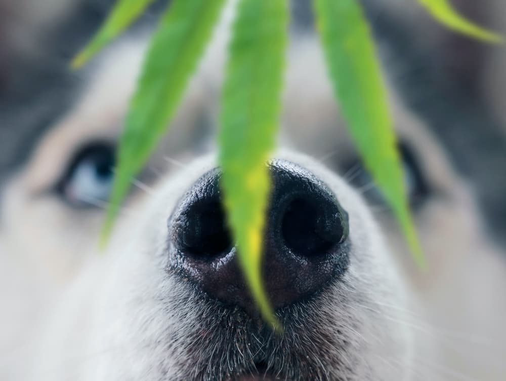Is Hemp Legal in the U.S. and Canada for Pets?