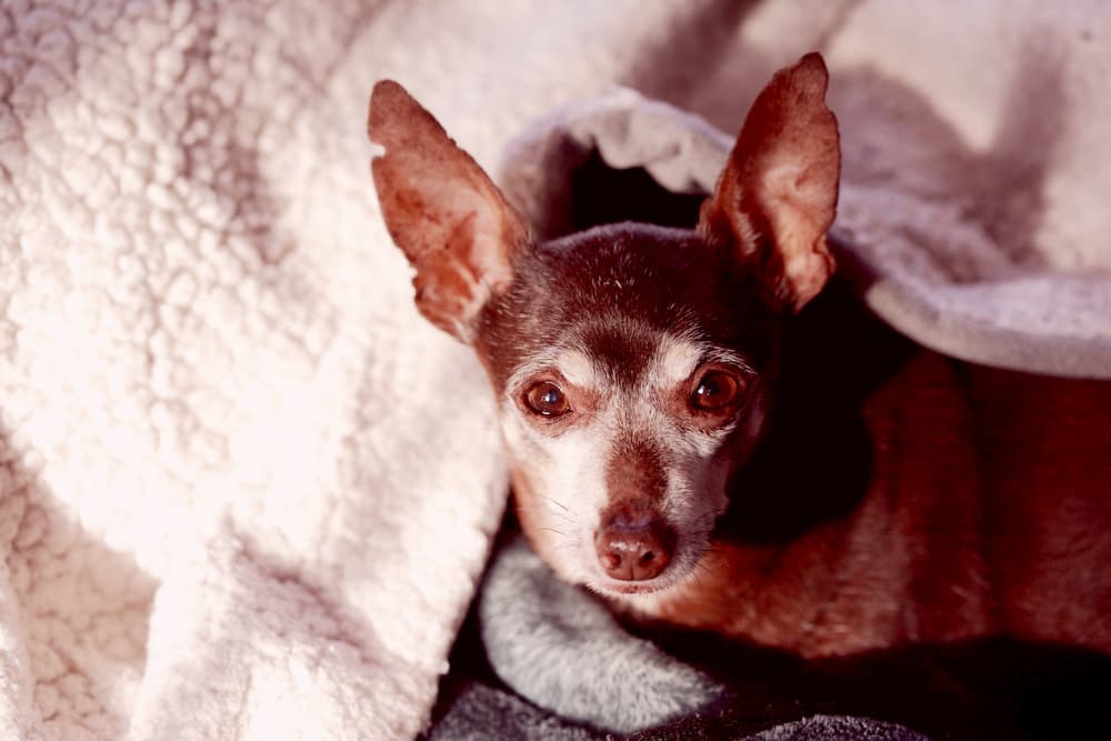 senior chihuahua on bed