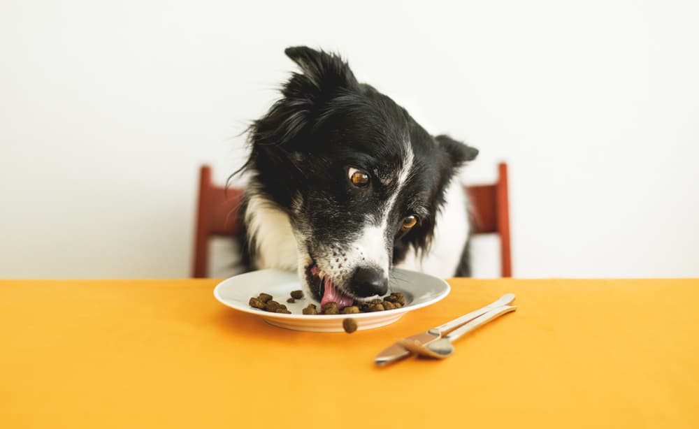 dog-eating-dinner-at-table