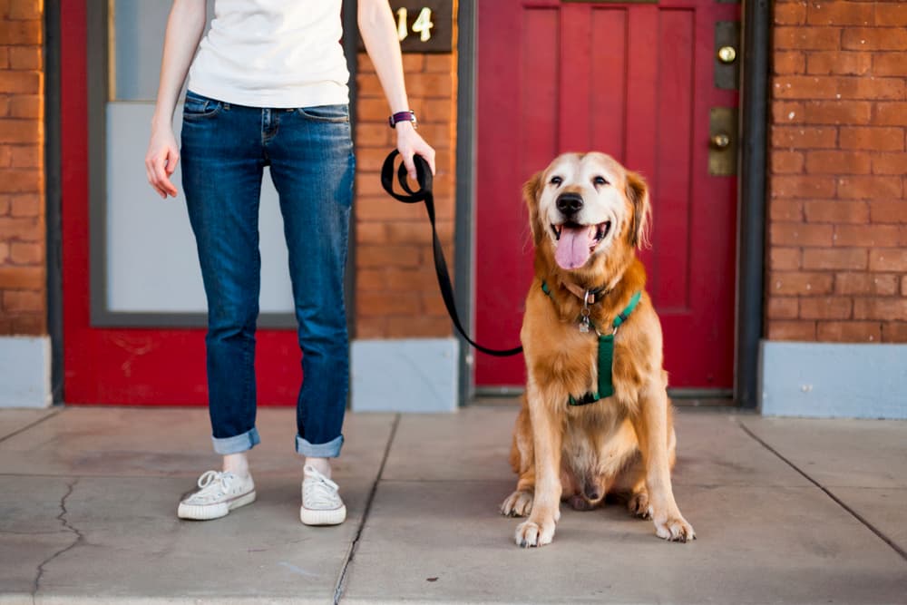 Owner walking dog on a harness