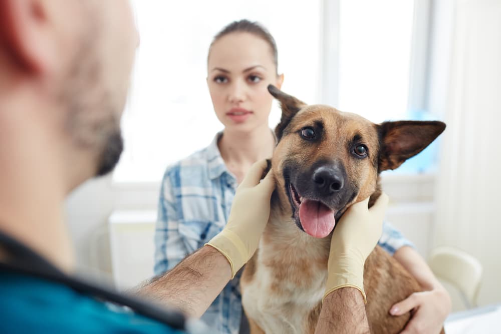 Veterinarian examining German Shepherd