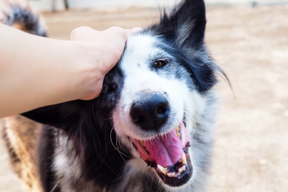 9 Easy Ways to Enrich Your Dog’s Life