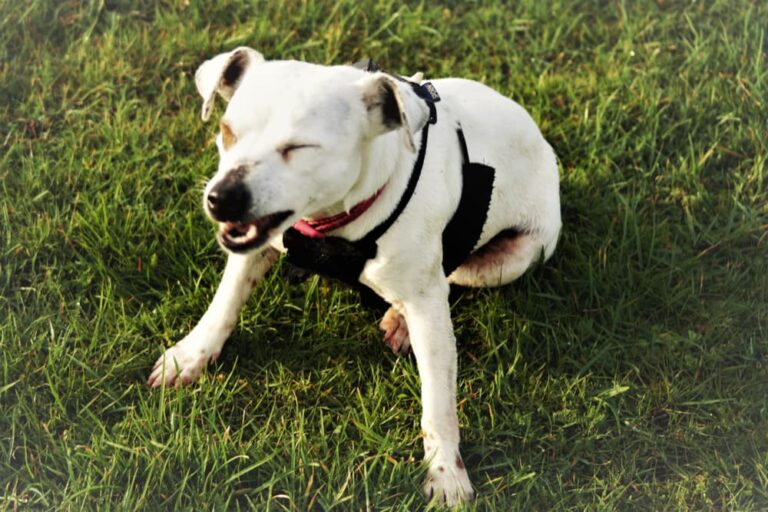 dog sneezing in grass