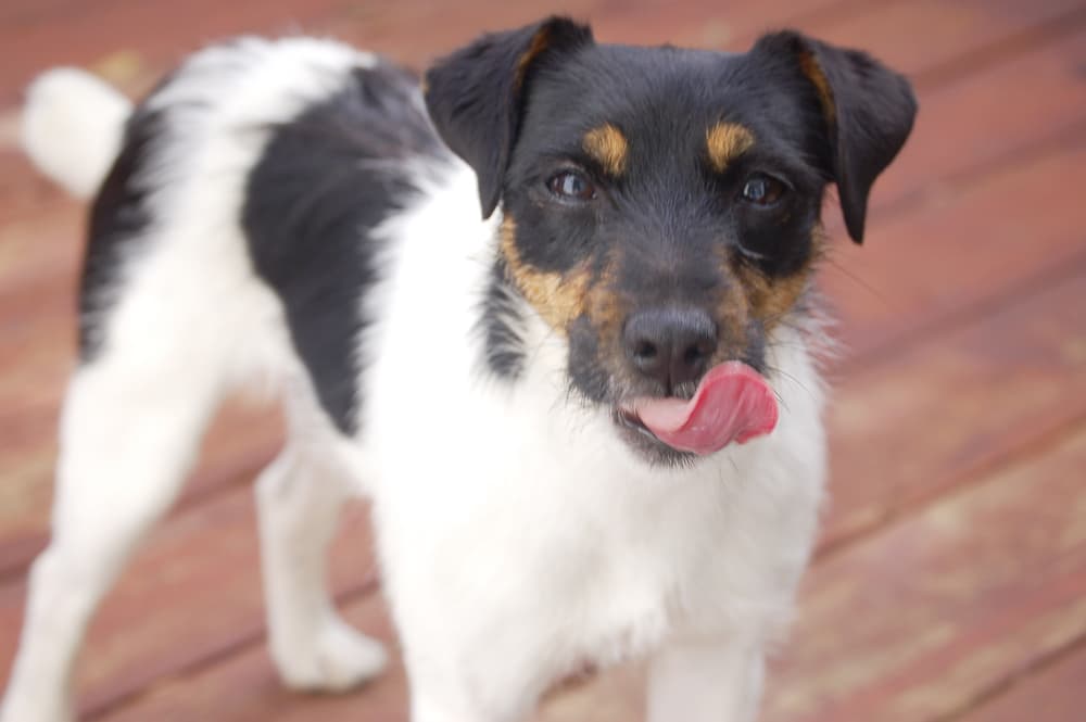 dog on deck licking lips