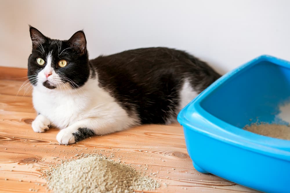 Cat sitting next to cat litter