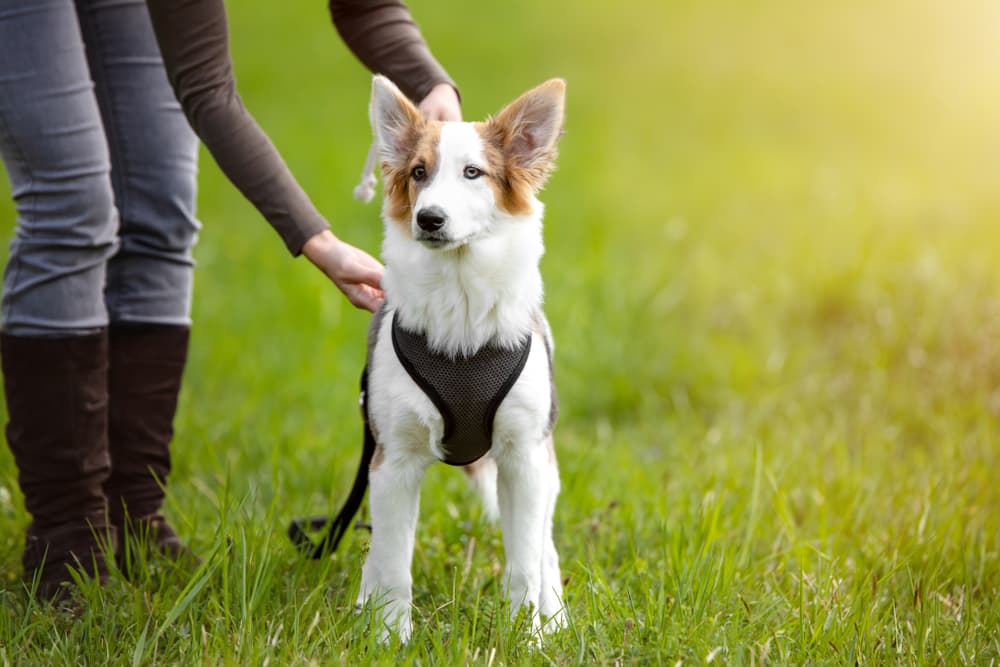Owner setting a harness on a dog