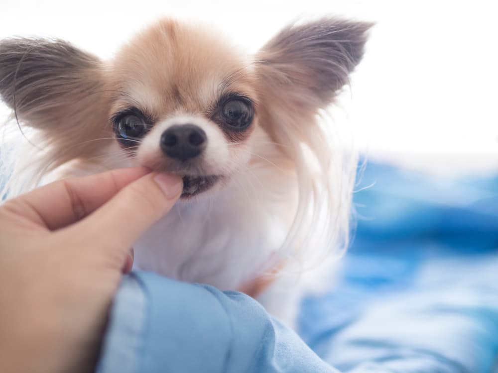 Chihuahua getting dose of medication