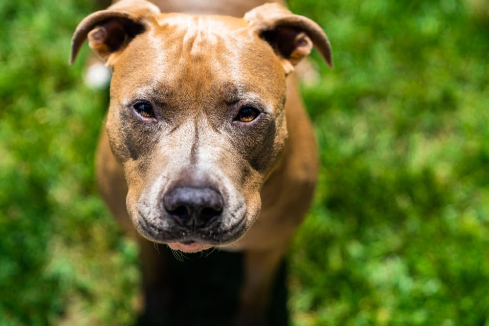 Cute pit bull looking up at owner