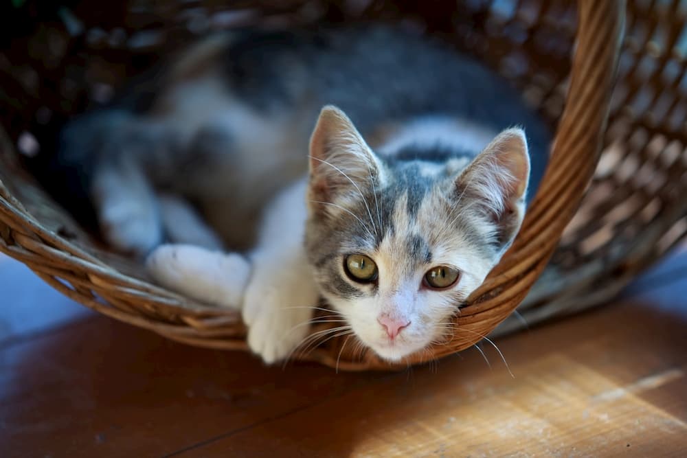 Happy cat at home