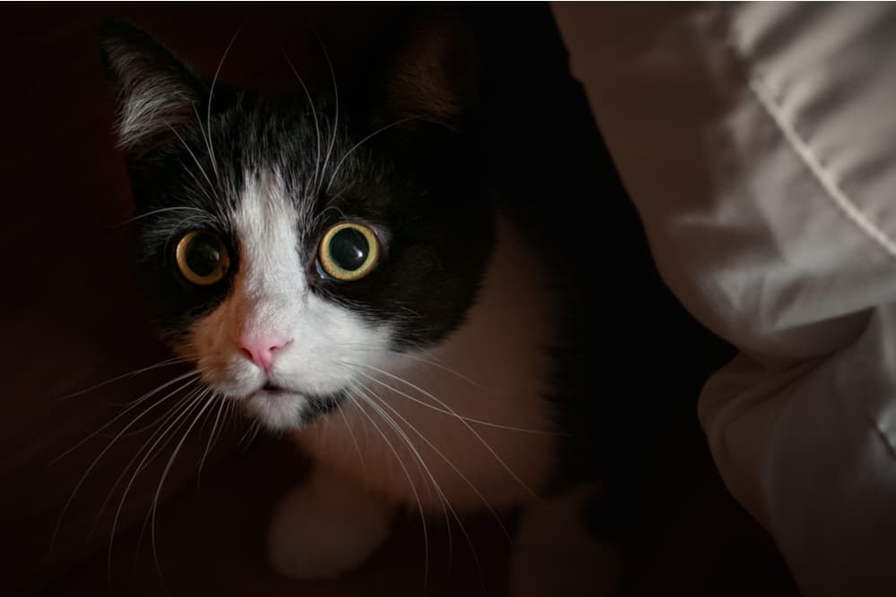 Cat hiding in the dark at night