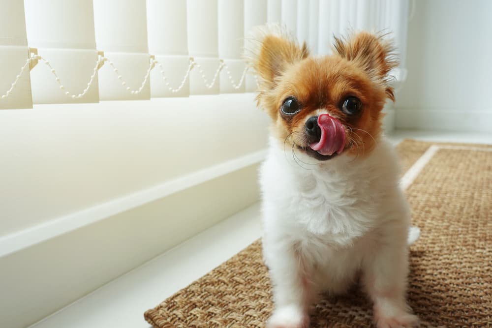 anxious dog licking his lips