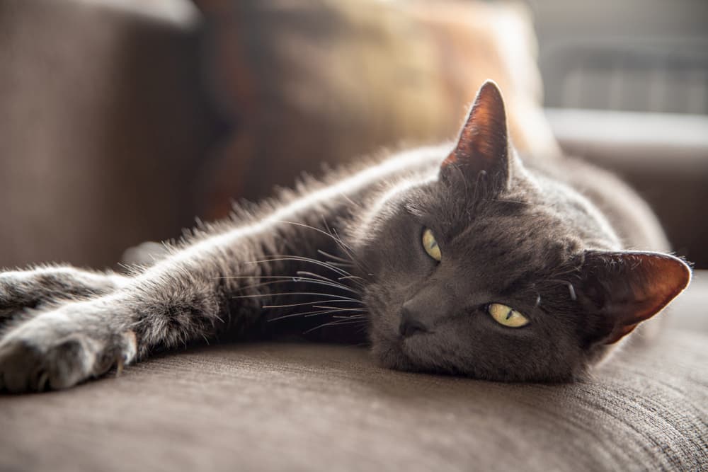 Cat stretching on couch looking at camera